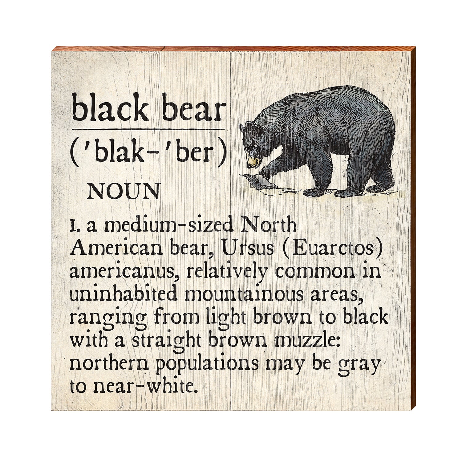 Definition of a bear
